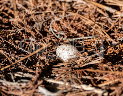Single speckled brown headed cowbird egg Molothrus ater