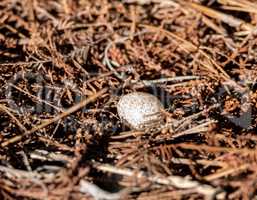 Single speckled brown headed cowbird egg Molothrus ater