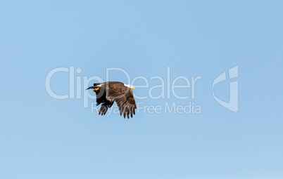 Large bald eagle Haliaeetus leucocephalus flies