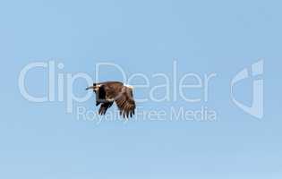 Large bald eagle Haliaeetus leucocephalus flies