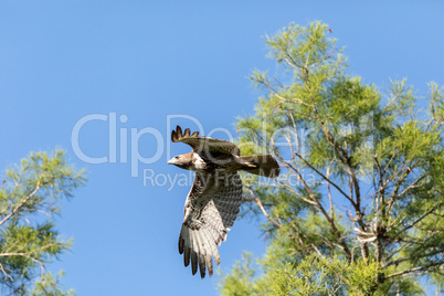 Red tailed hawk Buteo jamaicensis flies across a blue sky