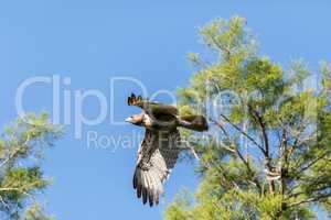 Red tailed hawk Buteo jamaicensis flies across a blue sky