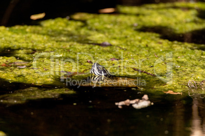 Southern painted turtle Chrysemys picta