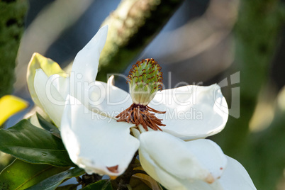 White magnolia flower Magnolia grandiflora blooms