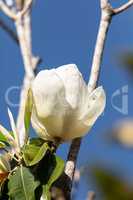 White magnolia flower Magnolia grandiflora blooms