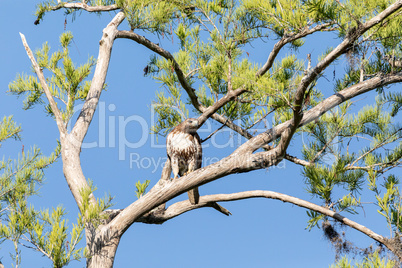 Perching red tailed hawk Buteo jamaicensis on a pine tree