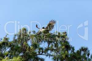 Spread wings, this red tailed hawk Buteo jamaicensis takes off f