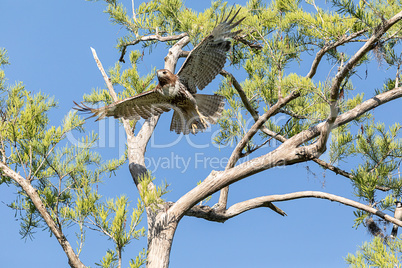 Spread wings, this red tailed hawk Buteo jamaicensis takes off f