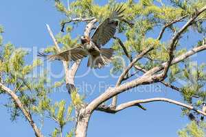 Spread wings, this red tailed hawk Buteo jamaicensis takes off f