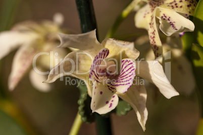 White and pink Cattleya Orchid hybrid grows in a garden