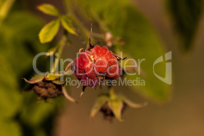 Heritage everbearing red raspberry Rubus idaeus bush growing in