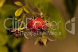 Heritage everbearing red raspberry Rubus idaeus bush growing in