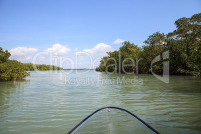 Mangroves line the waterway as a clear kayak forges through the