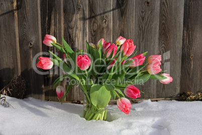 A bouquet of red tulips in a vase in the snow