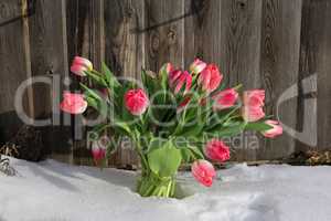 A bouquet of red tulips in a vase in the snow