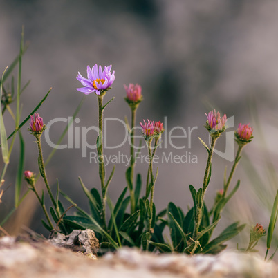 Wild flower on rock