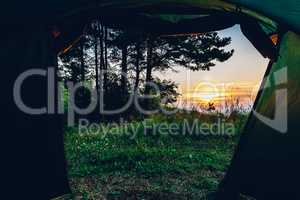 Camping in pine forest