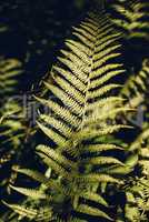 Autumn fern leaves in forest