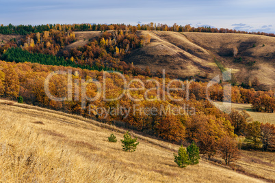 Autumnal forest on the hillside