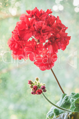 Red geranium flower in sunrise light