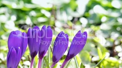 purple crocuses