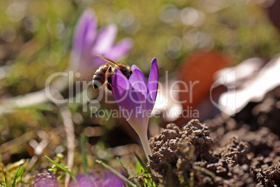 A bee collects nectar in a crocus flower