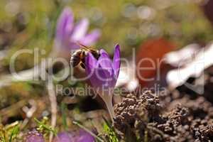 A bee collects nectar in a crocus flower