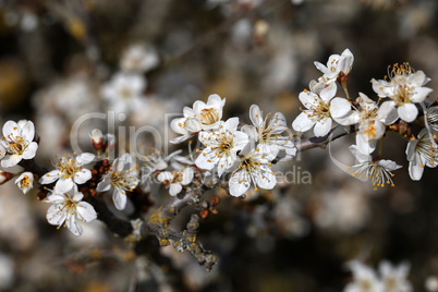 Blooming blackthorn branches in the forest in spring