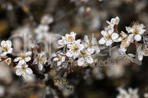 Blooming blackthorn branches in the forest in spring