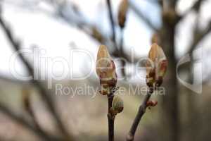 Close up of the flower buds of a chestnut tree