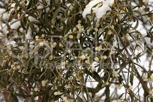 White mistletoe plant hanging on the branch in Winter