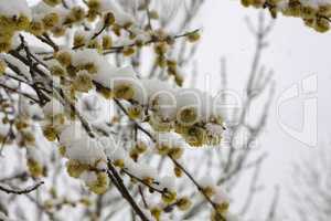 Blossoming willow branches covered with fresh snow