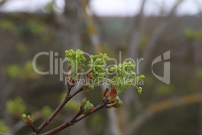Green buds on tree branches in spring
