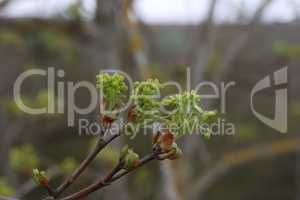 Green buds on tree branches in spring