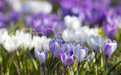 crocuses