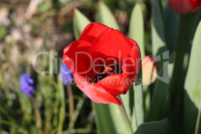 Beautiful red tulips in spring in the flowerbed
