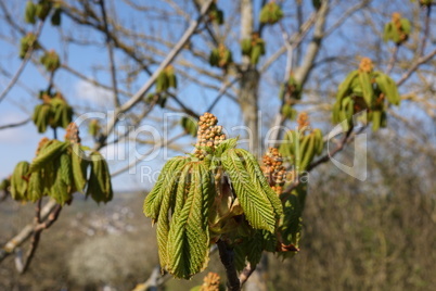 Close up of the flower buds of a chestnut tree, Aesculus hippocastanum