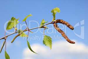 Junger Birkentrieb, Young birch shoot