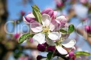 Obstbaumblüte, Fruit tree blossom
