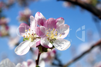 Obstbaumblüte, Fruit tree blossom