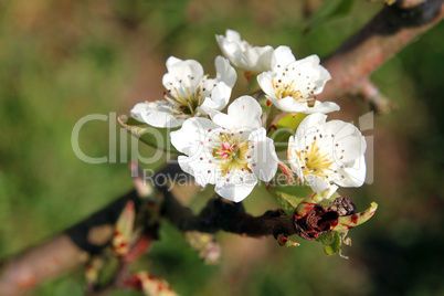 Birnbaumblüten, Pear tree blossoms