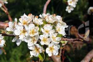 Birnbaumblüten, Pear tree blossoms