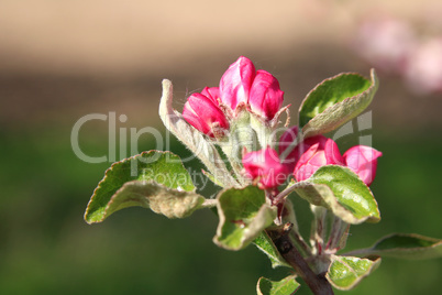 Obstbaumblüte, Fruit tree blossom