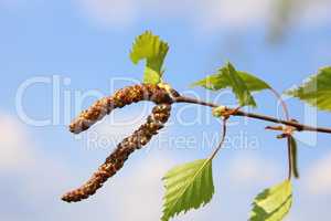 Junger Birkentrieb, Young birch shoot