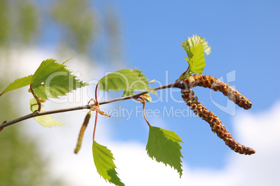 Junger Birkentrieb, Young birch shoot