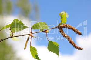 Junger Birkentrieb, Young birch shoot