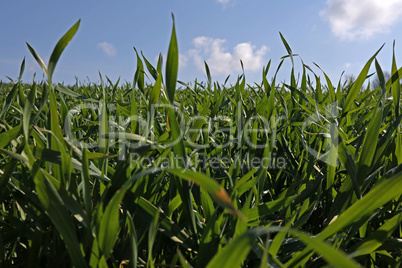 Green sprouts of winter wheat on the field in spring