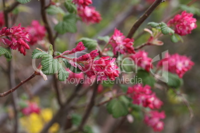 Ribes flowering currant in a public park