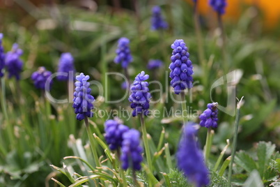 Muscari, Grape Hyacinth blue flowers on sunny spring day