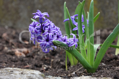 Purple hyacinth on a flower bed in the garden